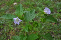 Nicandra physalodes